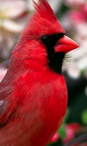 Preview wallpaper red bird, feathers, beautiful, flowers