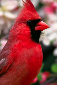 Preview wallpaper red bird, feathers, beautiful, flowers