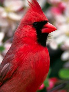 Preview wallpaper red bird, feathers, beautiful, flowers