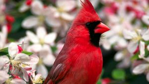 Preview wallpaper red bird, feathers, beautiful, flowers