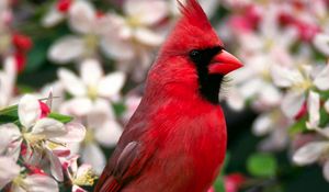 Preview wallpaper red bird, feathers, beautiful, flowers