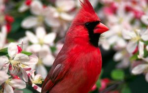 Preview wallpaper red bird, feathers, beautiful, flowers