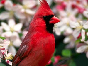 Preview wallpaper red bird, feathers, beautiful, flowers