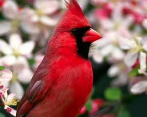 Preview wallpaper red bird, feathers, beautiful, flowers
