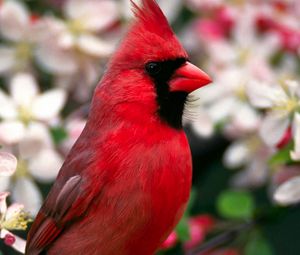 Preview wallpaper red bird, feathers, beautiful, flowers