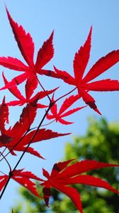 Preview wallpaper red, blue, leaves, sky, trees