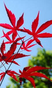 Preview wallpaper red, blue, leaves, sky, trees