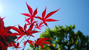 Preview wallpaper red, blue, leaves, sky, trees