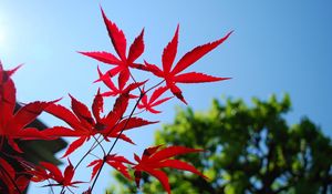 Preview wallpaper red, blue, leaves, sky, trees