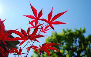 Preview wallpaper red, blue, leaves, sky, trees