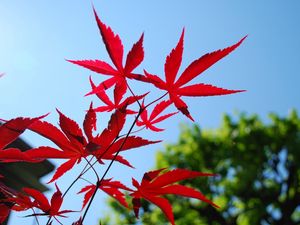 Preview wallpaper red, blue, leaves, sky, trees