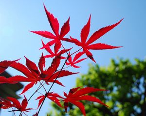 Preview wallpaper red, blue, leaves, sky, trees