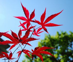 Preview wallpaper red, blue, leaves, sky, trees