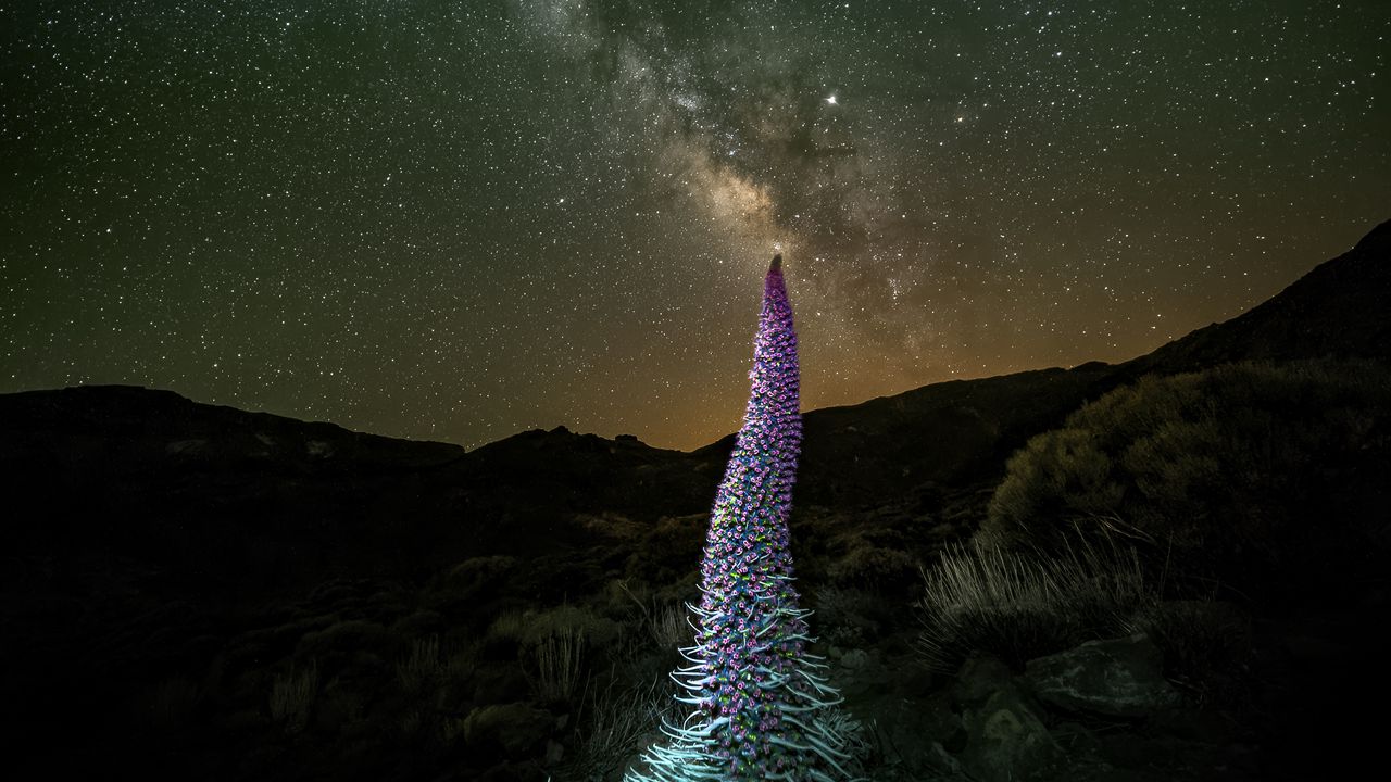 Wallpaper red bugloss, flowers, plant, milky way