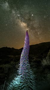 Preview wallpaper red bugloss, flowers, plant, milky way