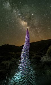 Preview wallpaper red bugloss, flowers, plant, milky way