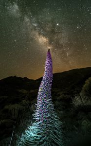 Preview wallpaper red bugloss, flowers, plant, milky way