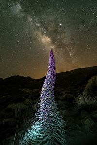 Preview wallpaper red bugloss, flowers, plant, milky way