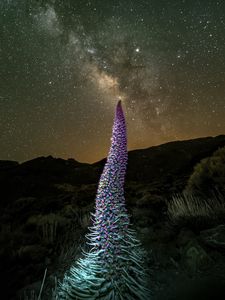 Preview wallpaper red bugloss, flowers, plant, milky way