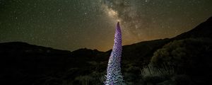 Preview wallpaper red bugloss, flowers, plant, milky way