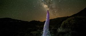 Preview wallpaper red bugloss, flowers, plant, milky way