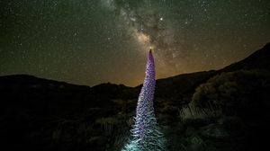 Preview wallpaper red bugloss, flowers, plant, milky way