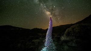 Preview wallpaper red bugloss, flowers, plant, milky way