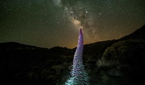 Preview wallpaper red bugloss, flowers, plant, milky way