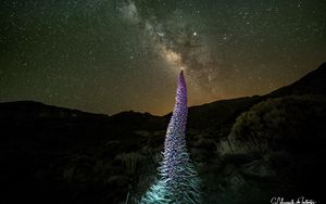 Preview wallpaper red bugloss, flowers, plant, milky way