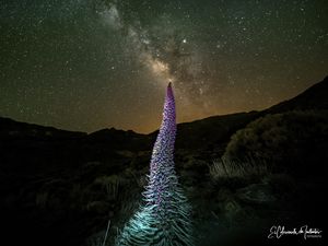 Preview wallpaper red bugloss, flowers, plant, milky way