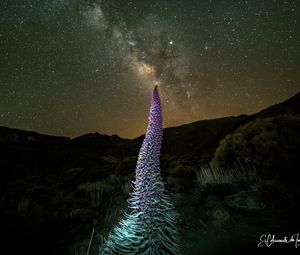 Preview wallpaper red bugloss, flowers, plant, milky way