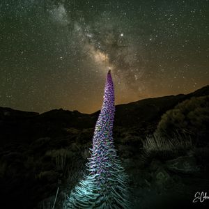 Preview wallpaper red bugloss, flowers, plant, milky way