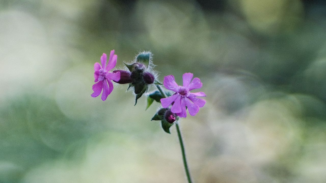 Wallpaper red campion, petals, flowers