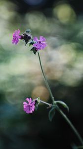 Preview wallpaper red campion, petals, flowers
