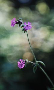 Preview wallpaper red campion, petals, flowers