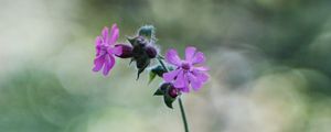 Preview wallpaper red campion, petals, flowers