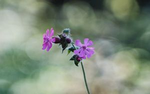 Preview wallpaper red campion, petals, flowers