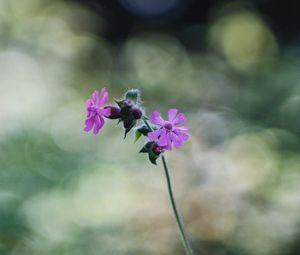 Preview wallpaper red campion, petals, flowers