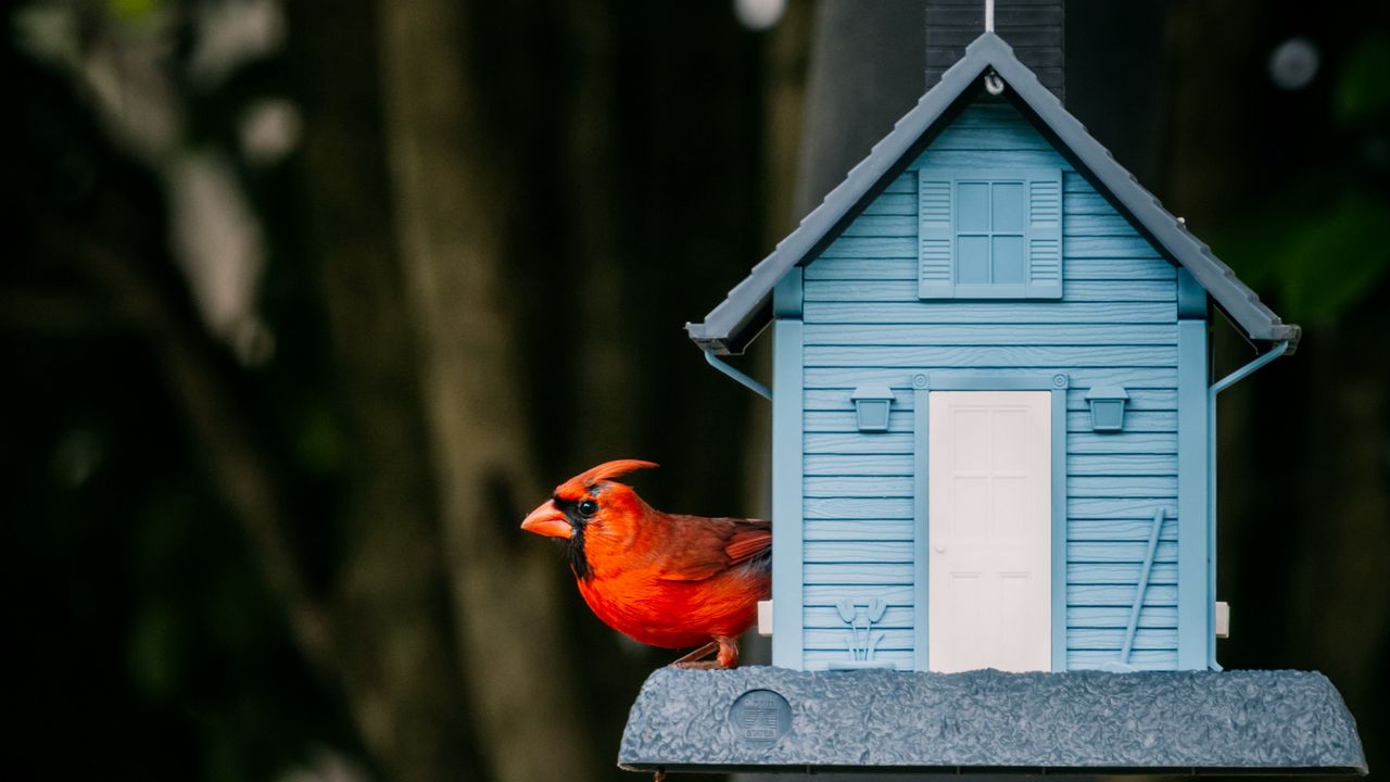 Wallpaper red cardinal, bird, birdhouse