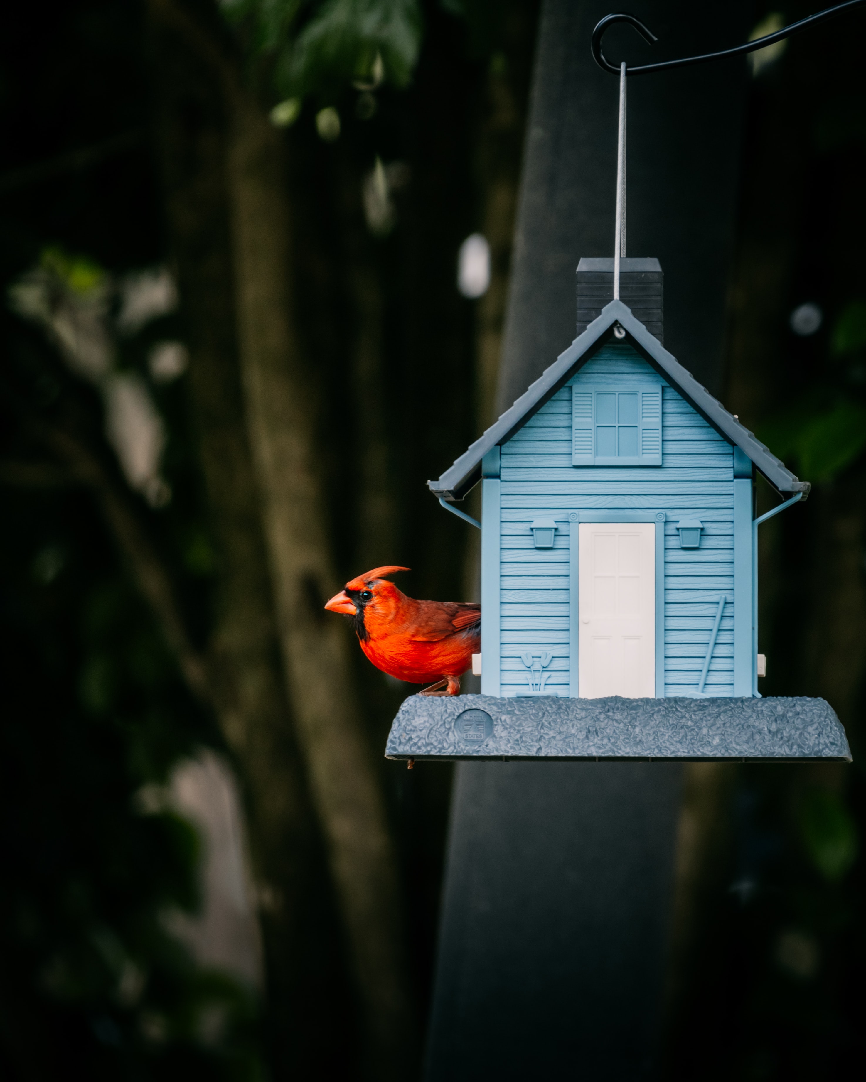 Download wallpaper 2950x3687 red cardinal, bird, birdhouse hd background