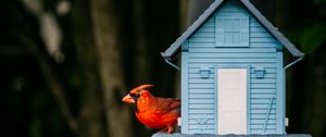 Preview wallpaper red cardinal, bird, birdhouse