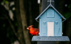 Preview wallpaper red cardinal, bird, birdhouse