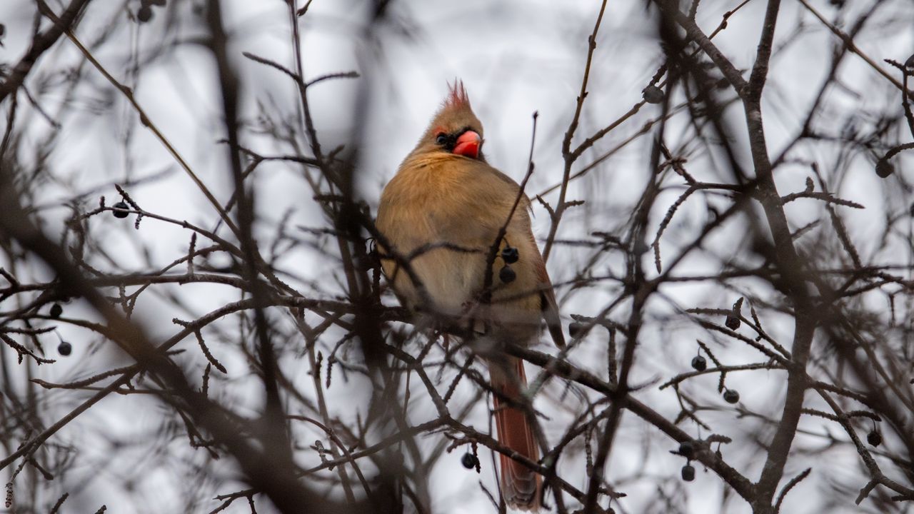 Wallpaper red cardinal, bird, blur, branches