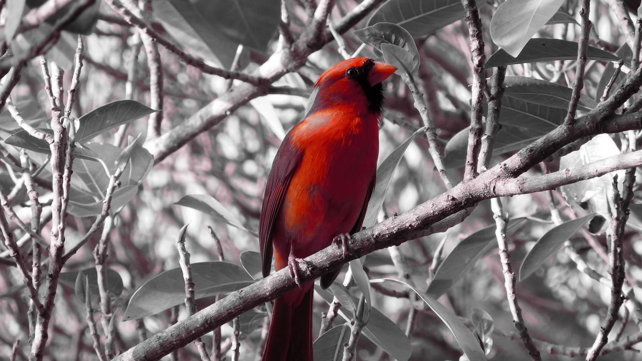 Wallpaper red cardinal, bird, branch, sit