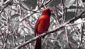Preview wallpaper red cardinal, bird, branch, sit