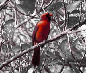 Preview wallpaper red cardinal, bird, branch, sit