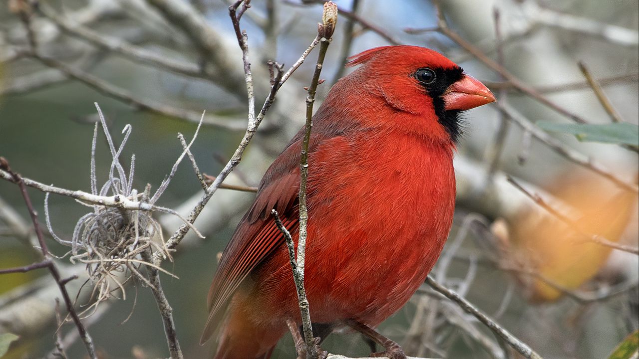 Wallpaper red cardinal, bird, branch, red, wild nature