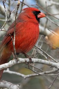 Preview wallpaper red cardinal, bird, branch, red, wild nature