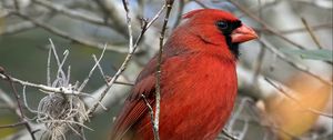 Preview wallpaper red cardinal, bird, branch, red, wild nature