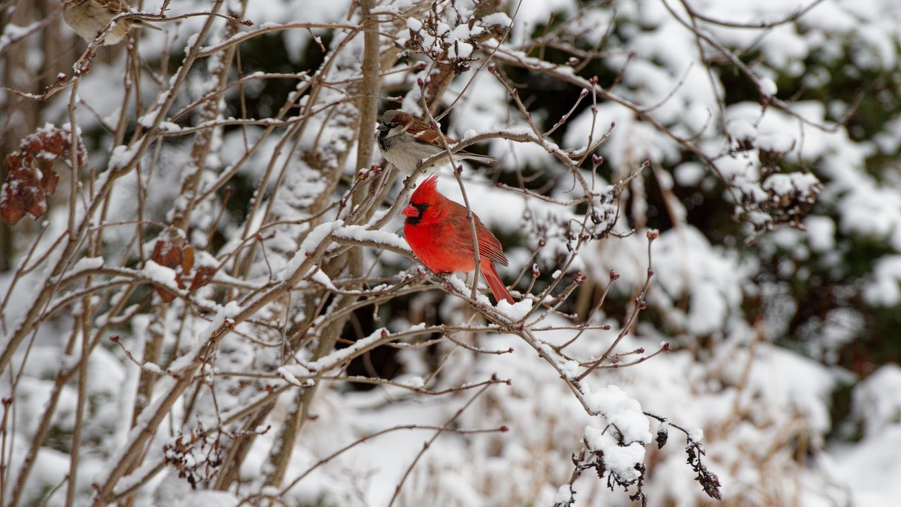 Wallpaper red cardinal, bird, branch, winter, snow